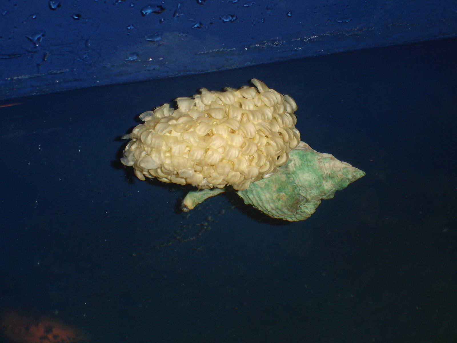 Apple Murex with eggs