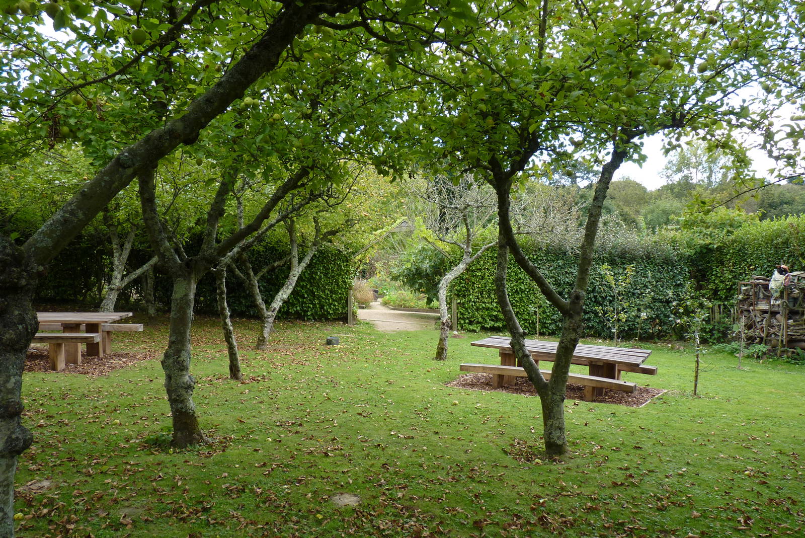 Apple orchard, October 2016