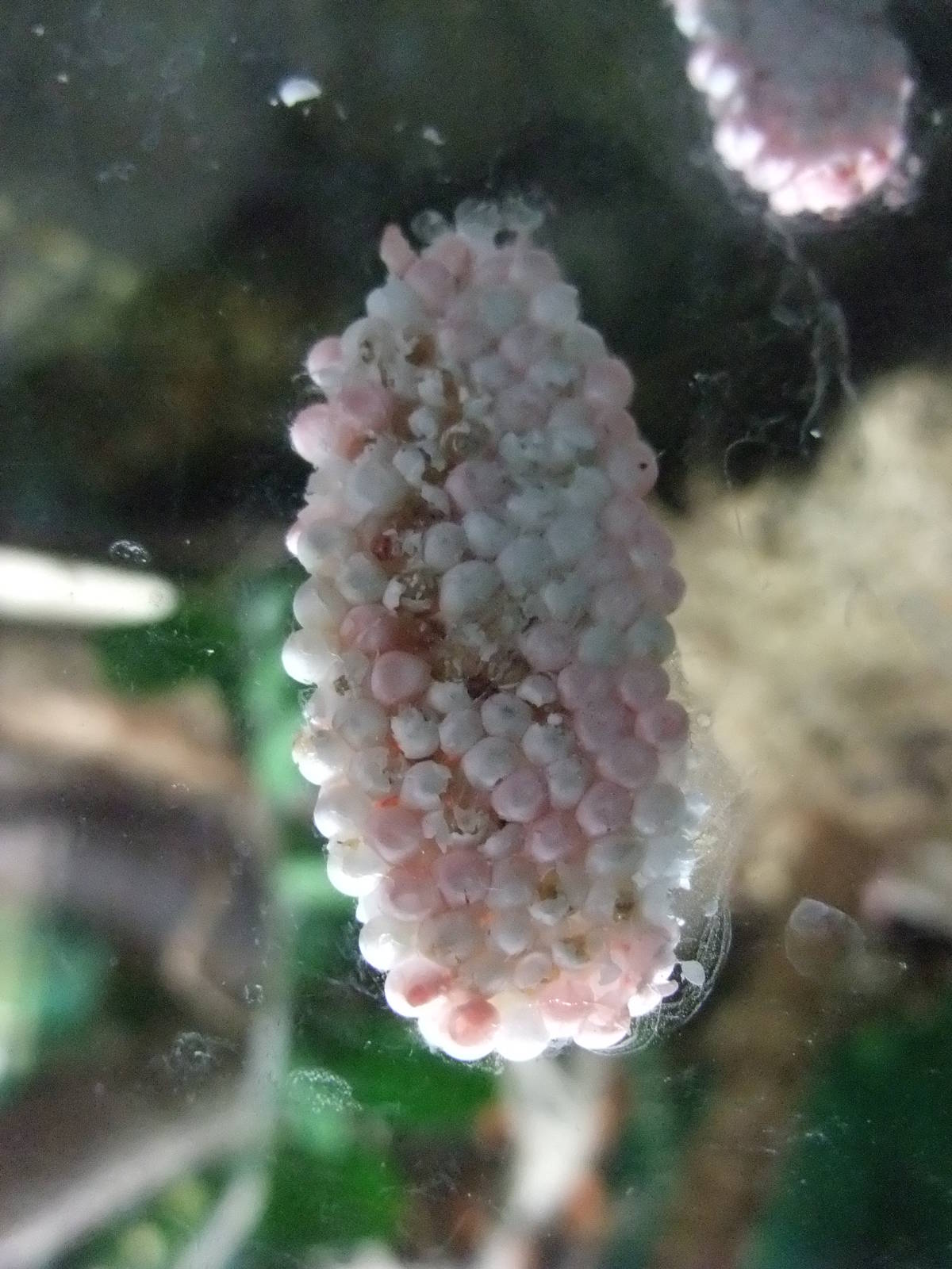 Apple Snail Egg Mass at London, 16/11/11