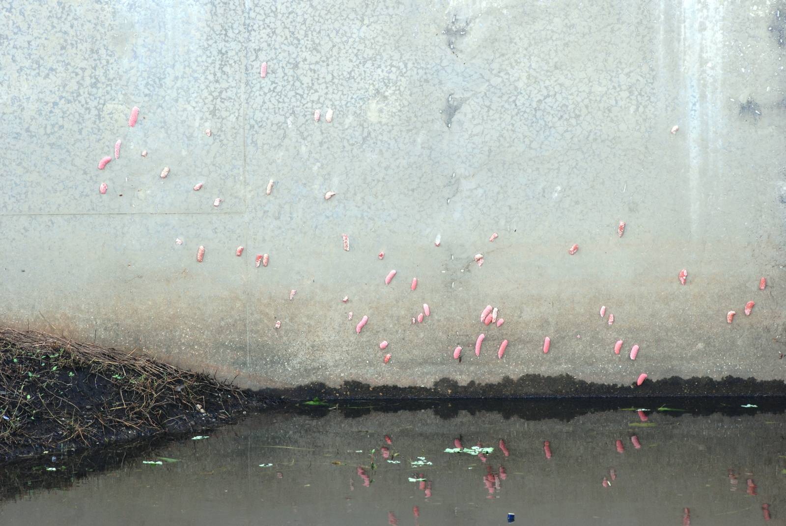 Apple Snail Eggs, Celery Fields, Sarasota, October 2013