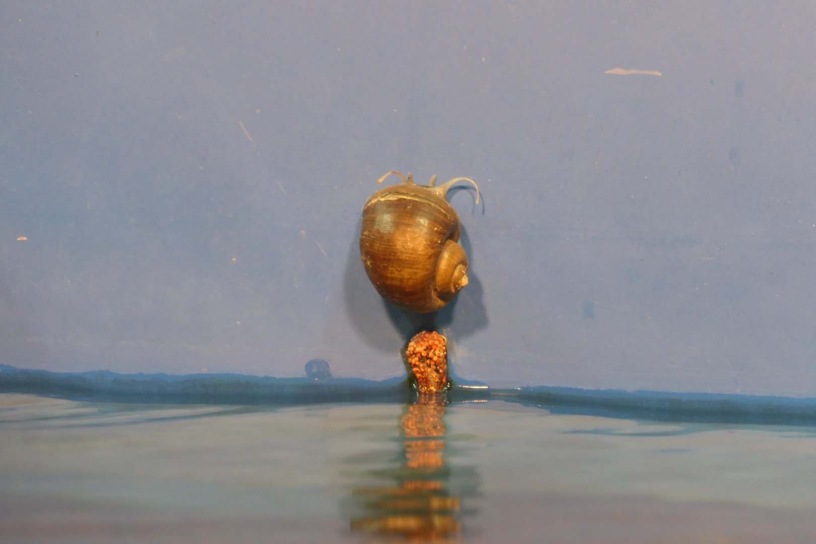 Apple snail replica - Lake Biwa Museum