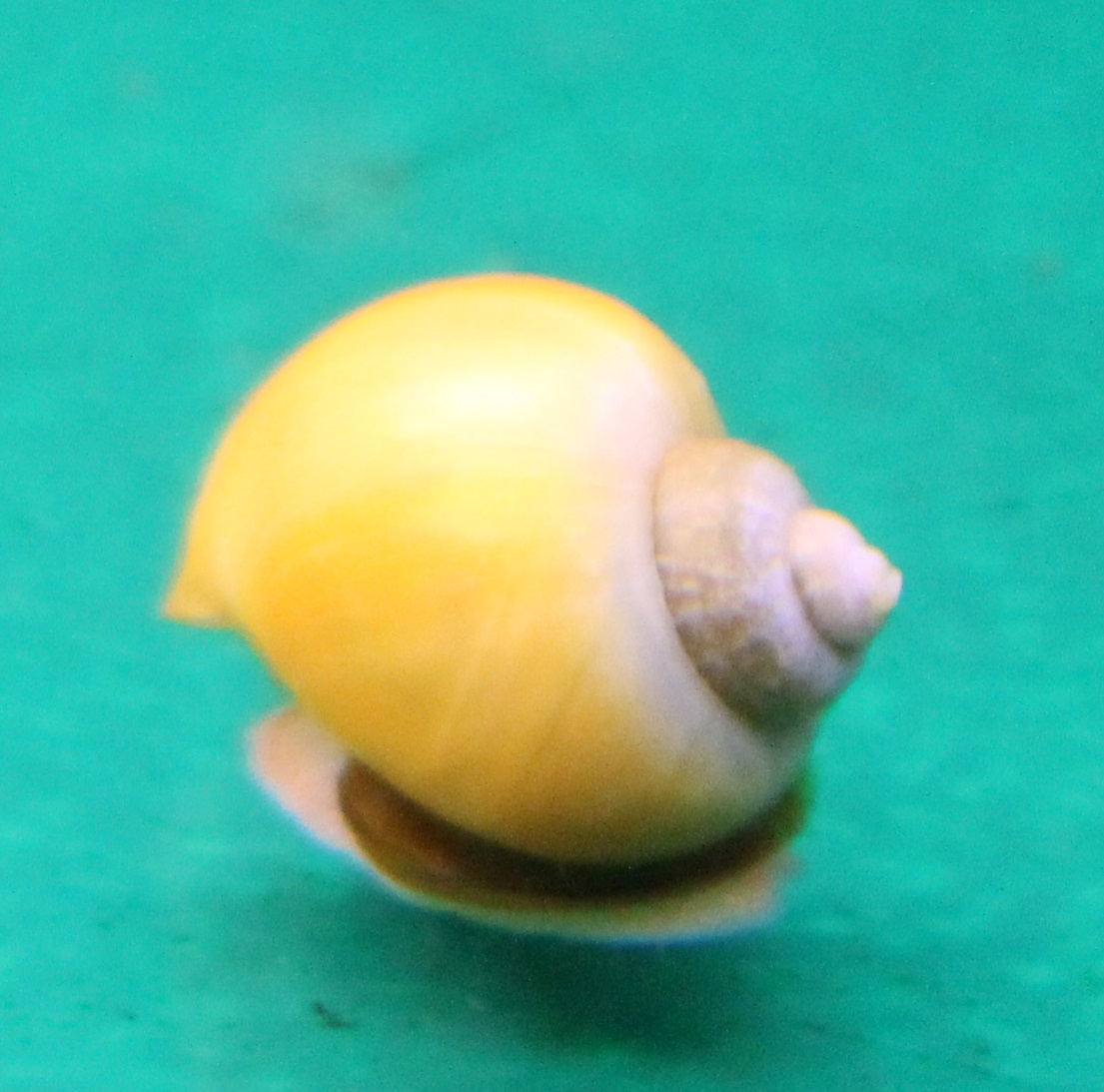 Apple snail