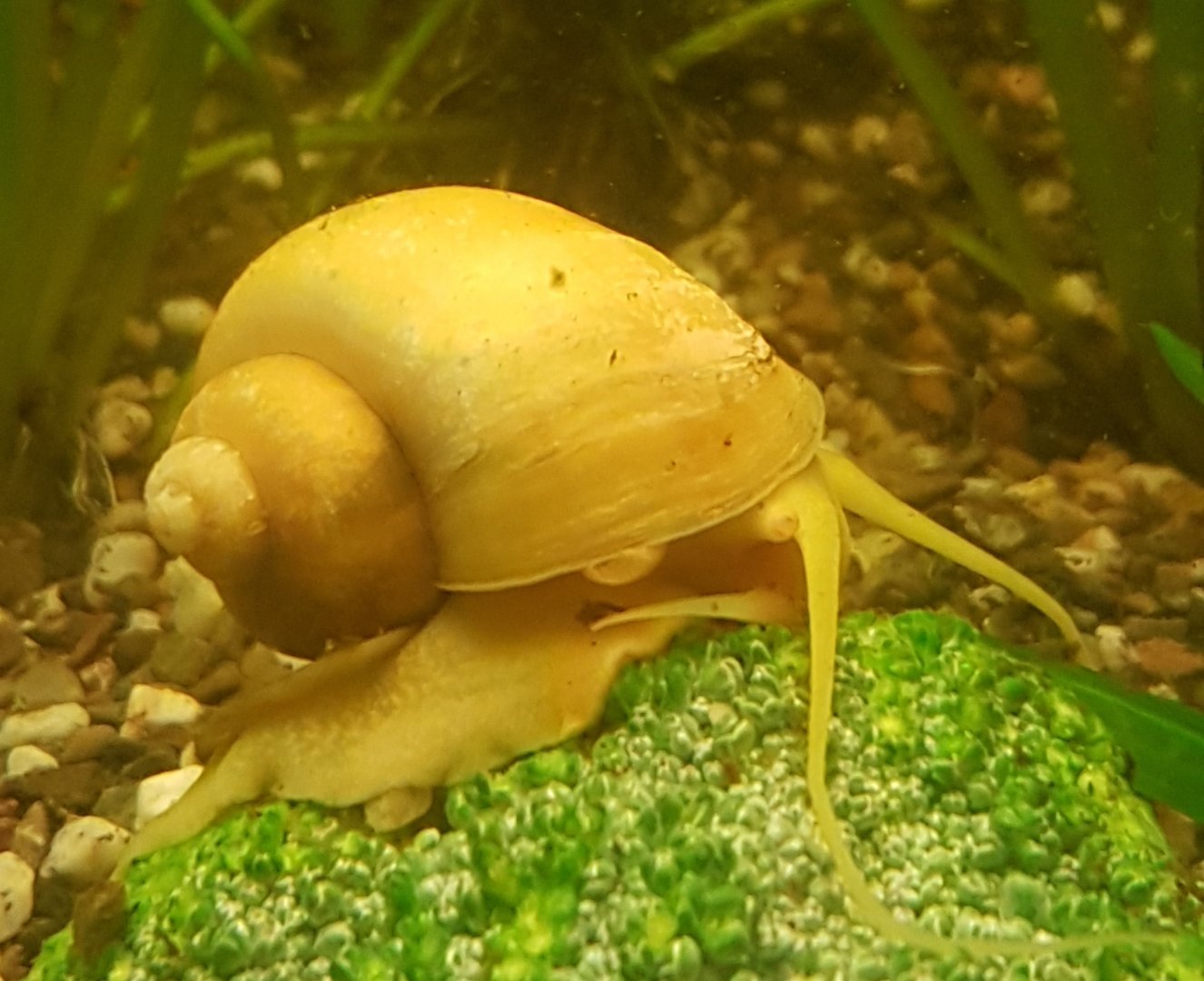 Apple snail