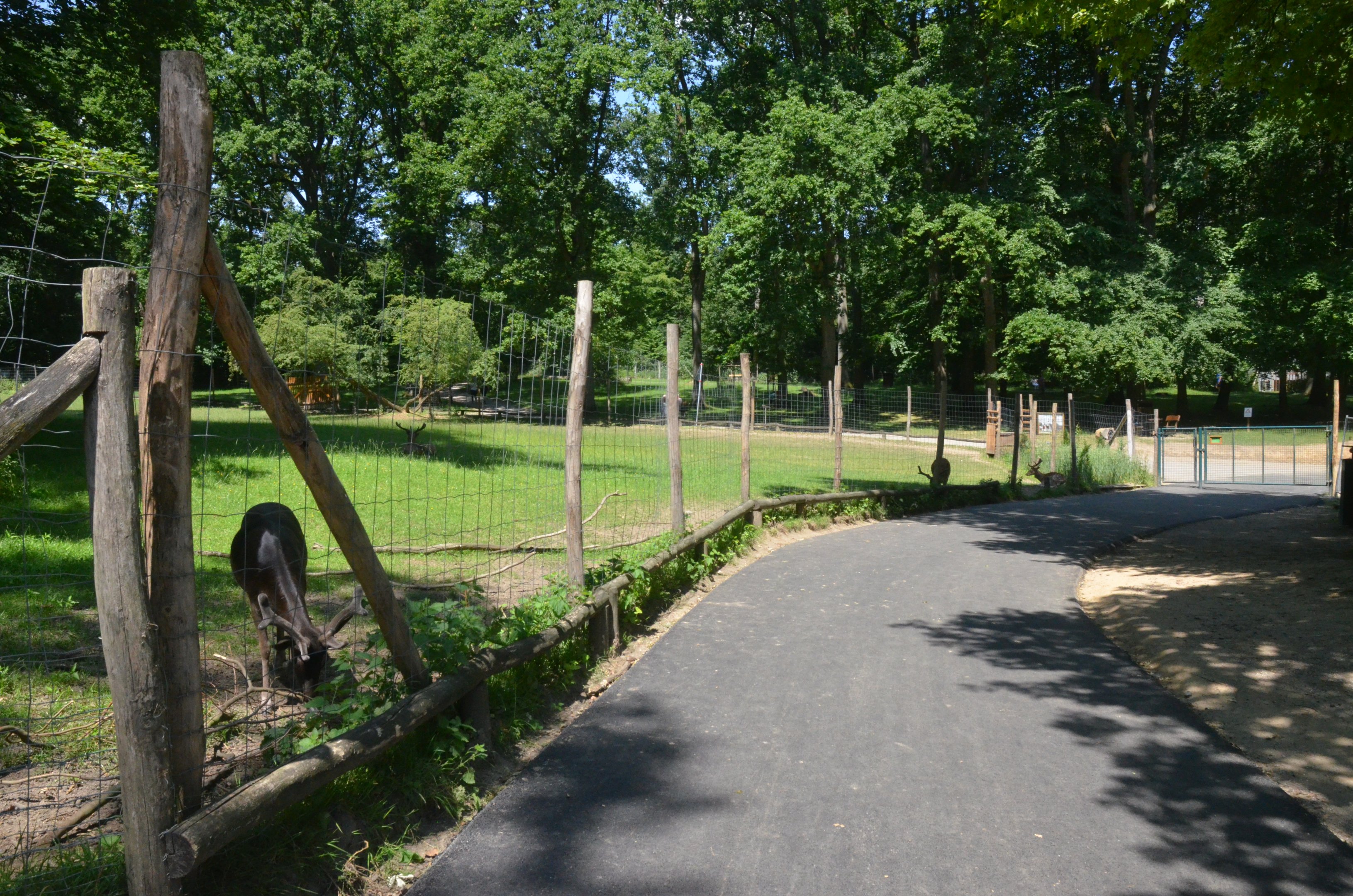 Approach to Fallow Deer Walkthrough at Wildpark Grafenberger Wald, 23/06/2019