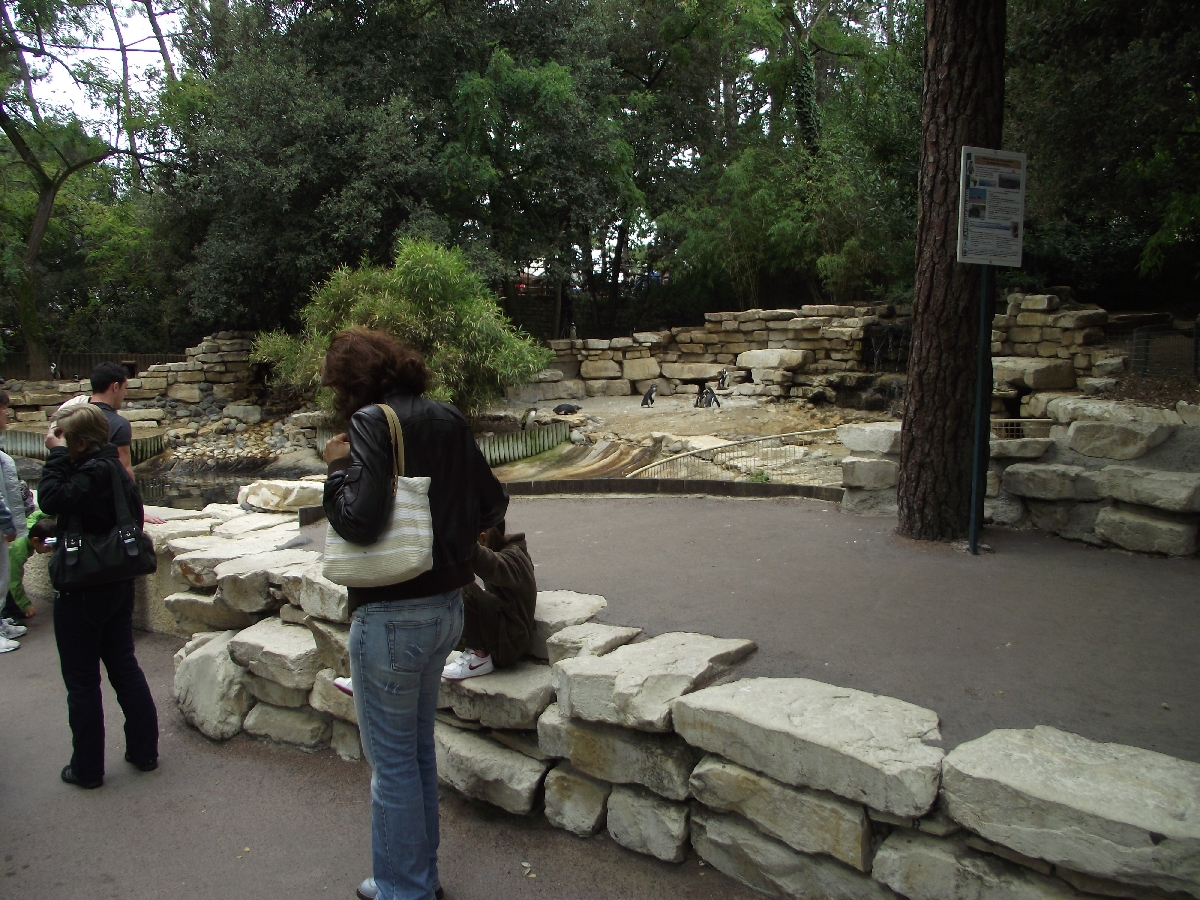 Approach to Humbolts Penguins