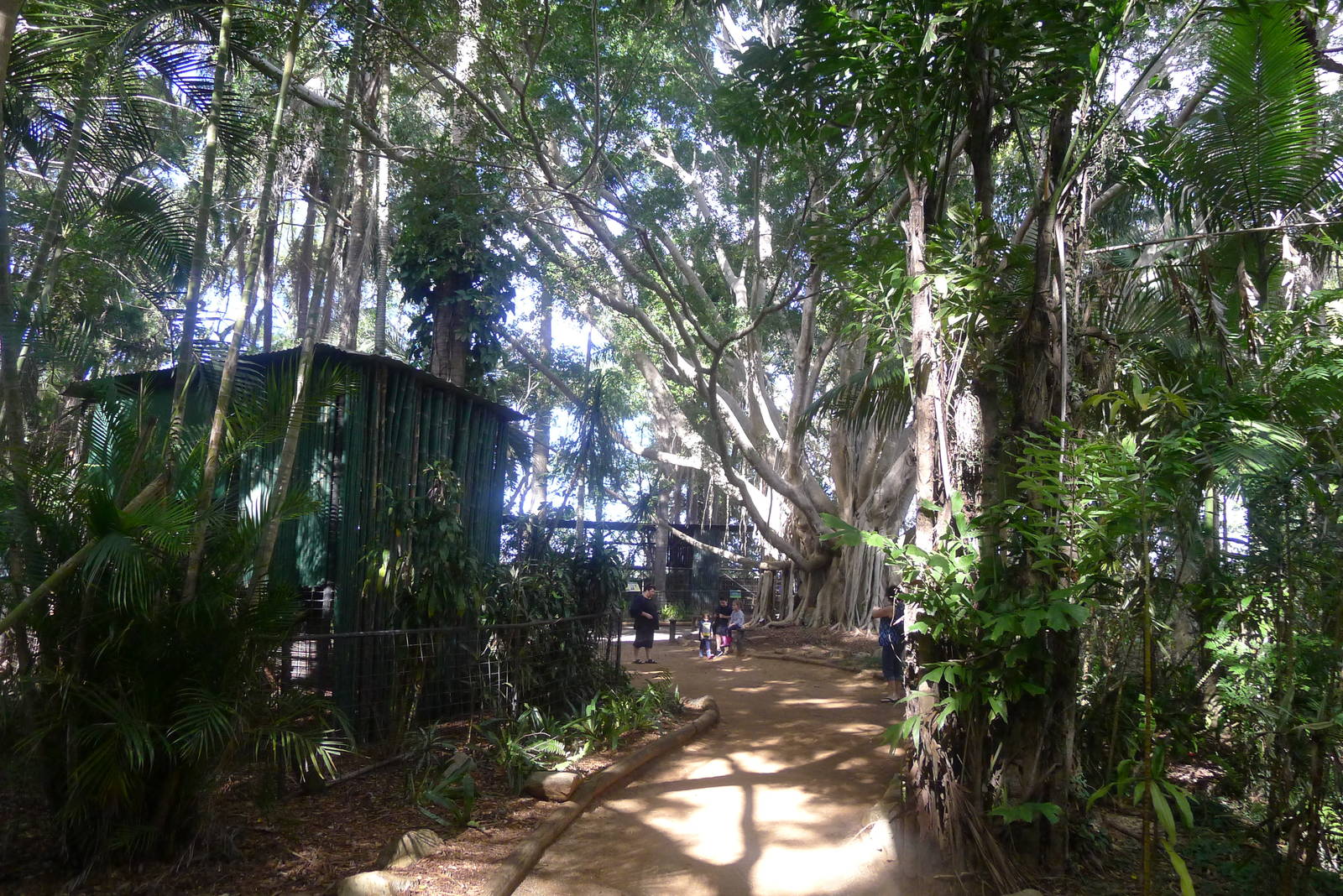 Approching the Spider Monkeys and Baboons