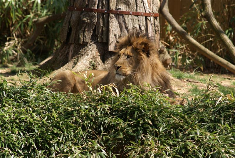 Apr 09 - African Lion