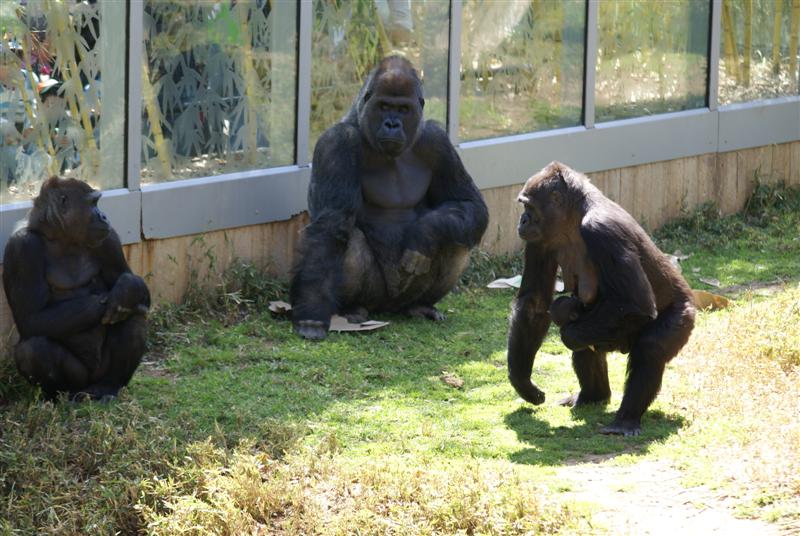Apr 09 Western Lowland Gorilla
