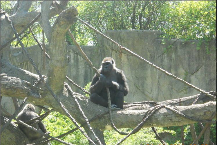 Apr. 2011-Bakari + Muke