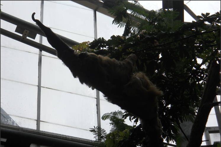 Apr. 2011-Moe-Linnaeus's Two-toed Sloth