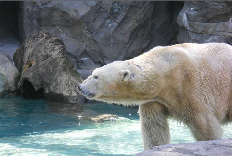 Apr. 2011-Polar Bear
