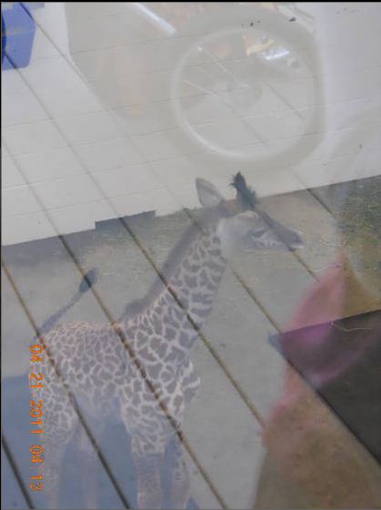 Apr. 2011-Zuri-Masai Giraffe