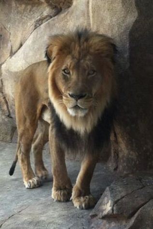 Apr. 2012-African Lion