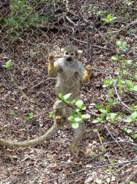 Apr. 2012-Common Squirrel Monkey