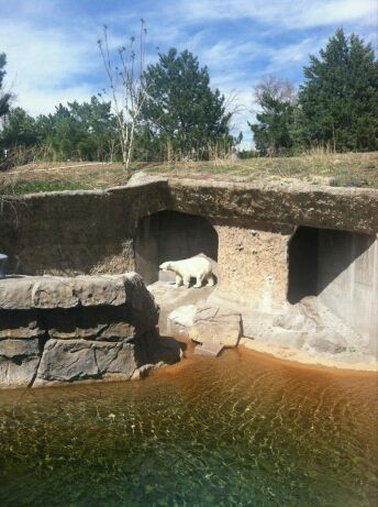 Apr. 2012-Polar bear
