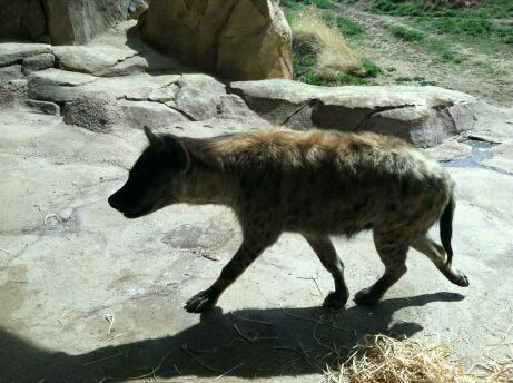 Apr. 2012-Spotted Hyena