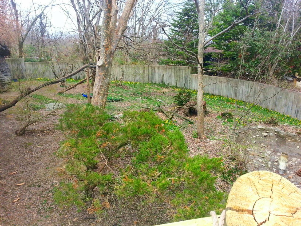 Apr. 2013 - 1 of 2 Red Panda Exhibits