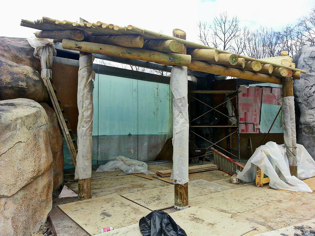 Apr. 2013 - Africa - Future African Lion Exhibit Viewing