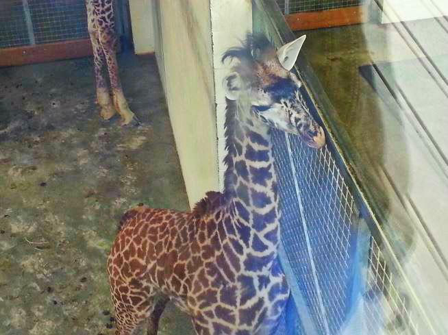 Apr. 2013 - Africa - Giraffe Ridge - Baby Lulu