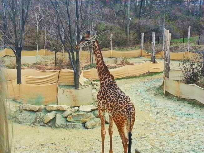 Apr. 2013 - Africa - Giraffe Ridge - Kimba