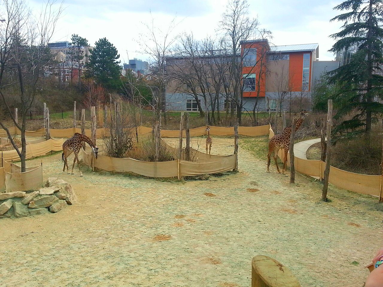 Apr. 2013 - Africa - Giraffe Ridge - Masai Giraffe Family