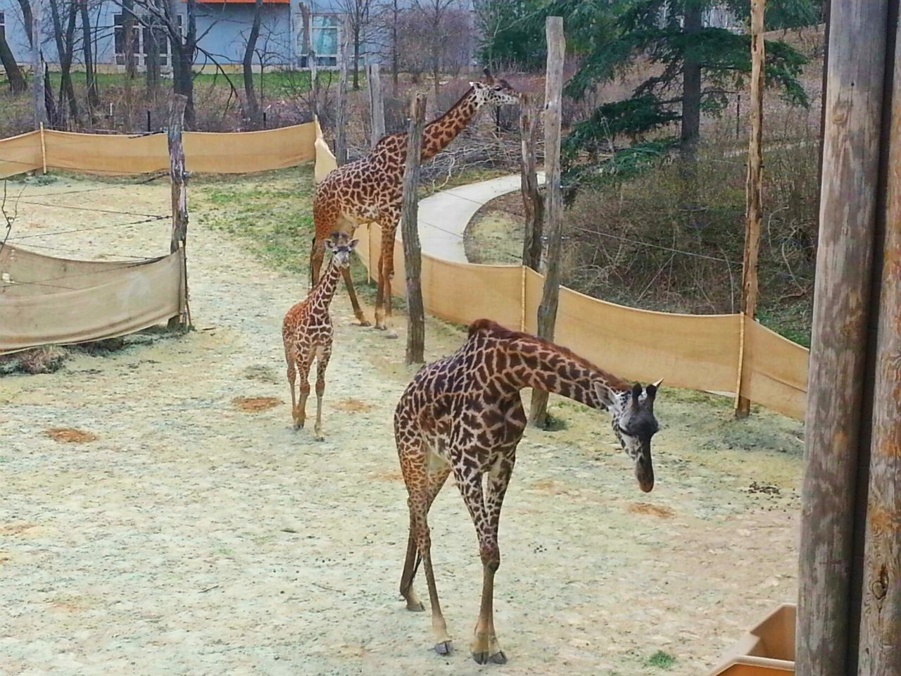 Apr. 2013 - Africa - Giraffe Ridge - Masai Giraffe Family