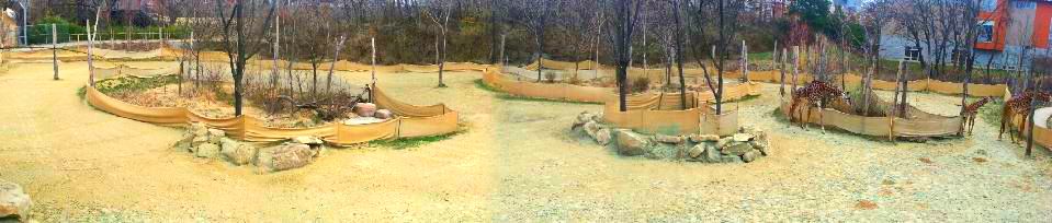 Apr. 2013 - Africa - Giraffe Ridge - Masai Giraffe + Grey-crowned Crane Exh