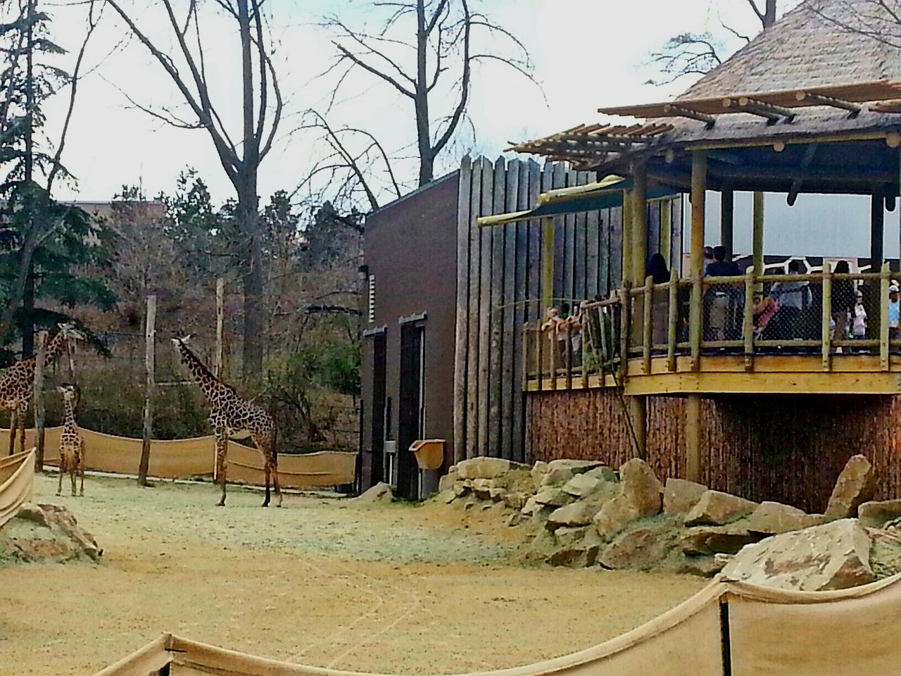 Apr. 2013 - Africa - Giraffe Ridge - Renovated Giraffe Viewing