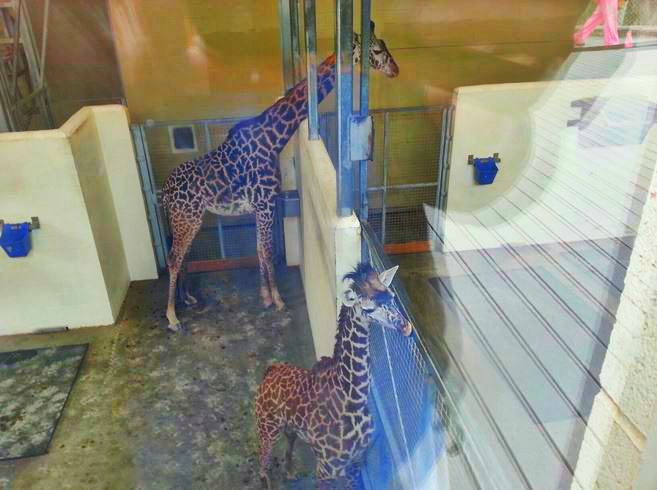 Apr. 2013 - Africa - Giraffe Ridge - Tessa + Lulu