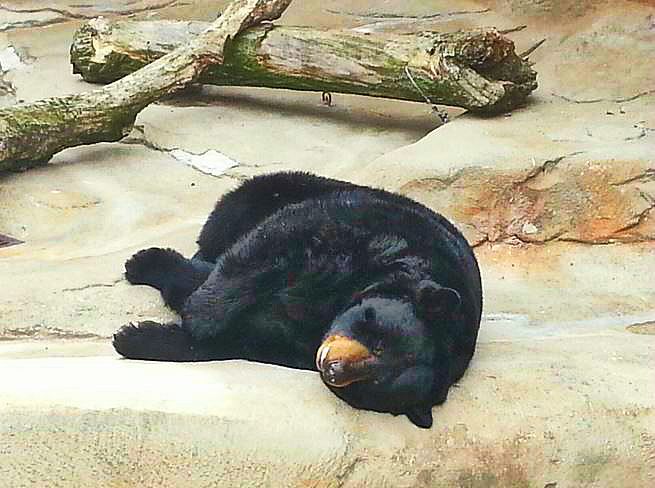 Apr. 2013 - Bear Hill - American Black Bear