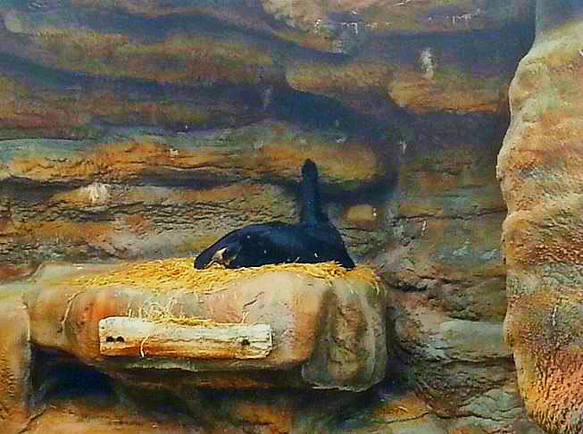 Apr. 2013 - Bear Hill - Spectacled Bear