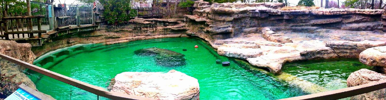 Apr. 2013 - California Sea Lion Exhibit Panorama