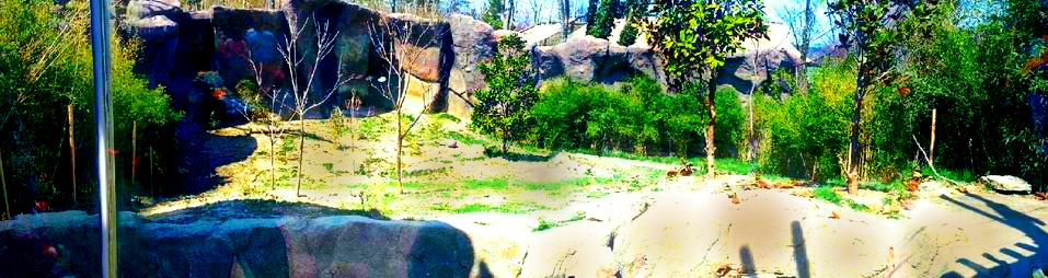 Apr. 2013 - Cat Canyon - Malayan Tiger Exhibit Panorama