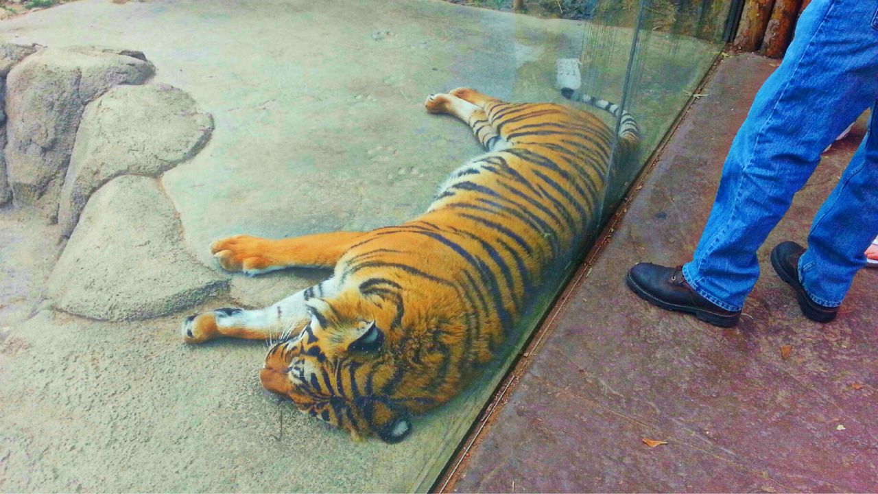 Apr. 2013 - Cat Canyon - Malayan Tiger