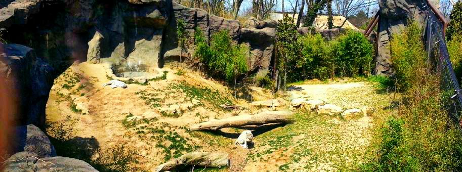 Apr. 2013 - Cat Canyon - White Tiger Exhibit Panorama
