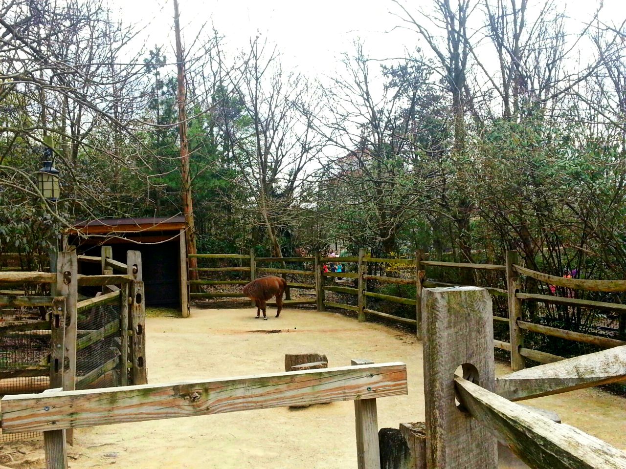 Apr. 2013 - Childrens Zoo - Alpaca + Llama Exhibit