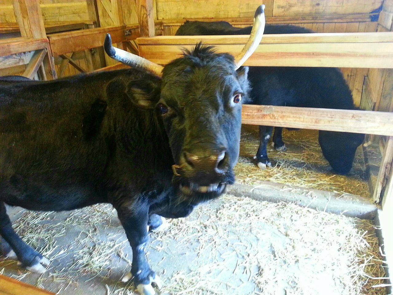 Apr. 2013 - Childrens Zoo - Dexter Cattle
