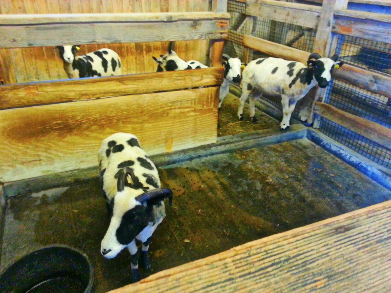 Apr. 2013 - Childrens Zoo - Jacob Sheep Indoor Pen