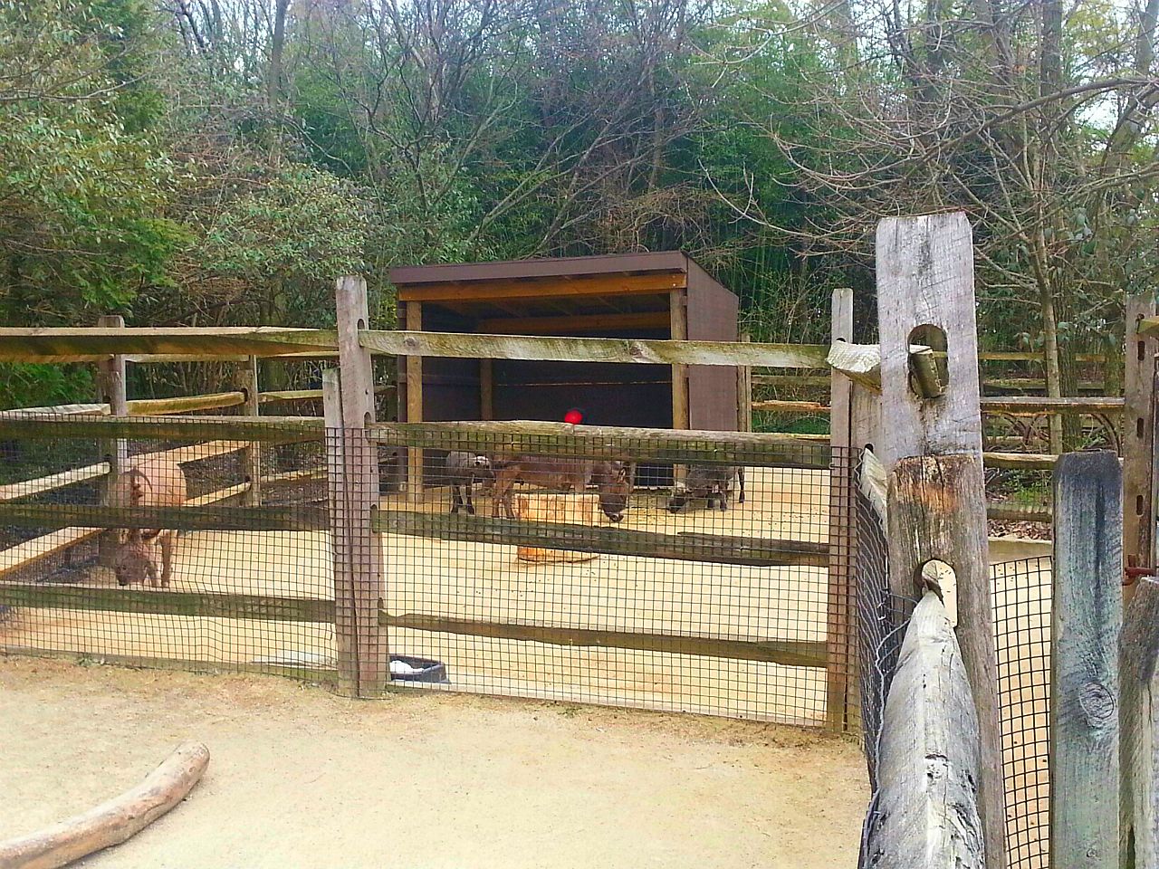 Apr. 2013 - Childrens Zoo - Miniature Donkey + Sheep Exhibit