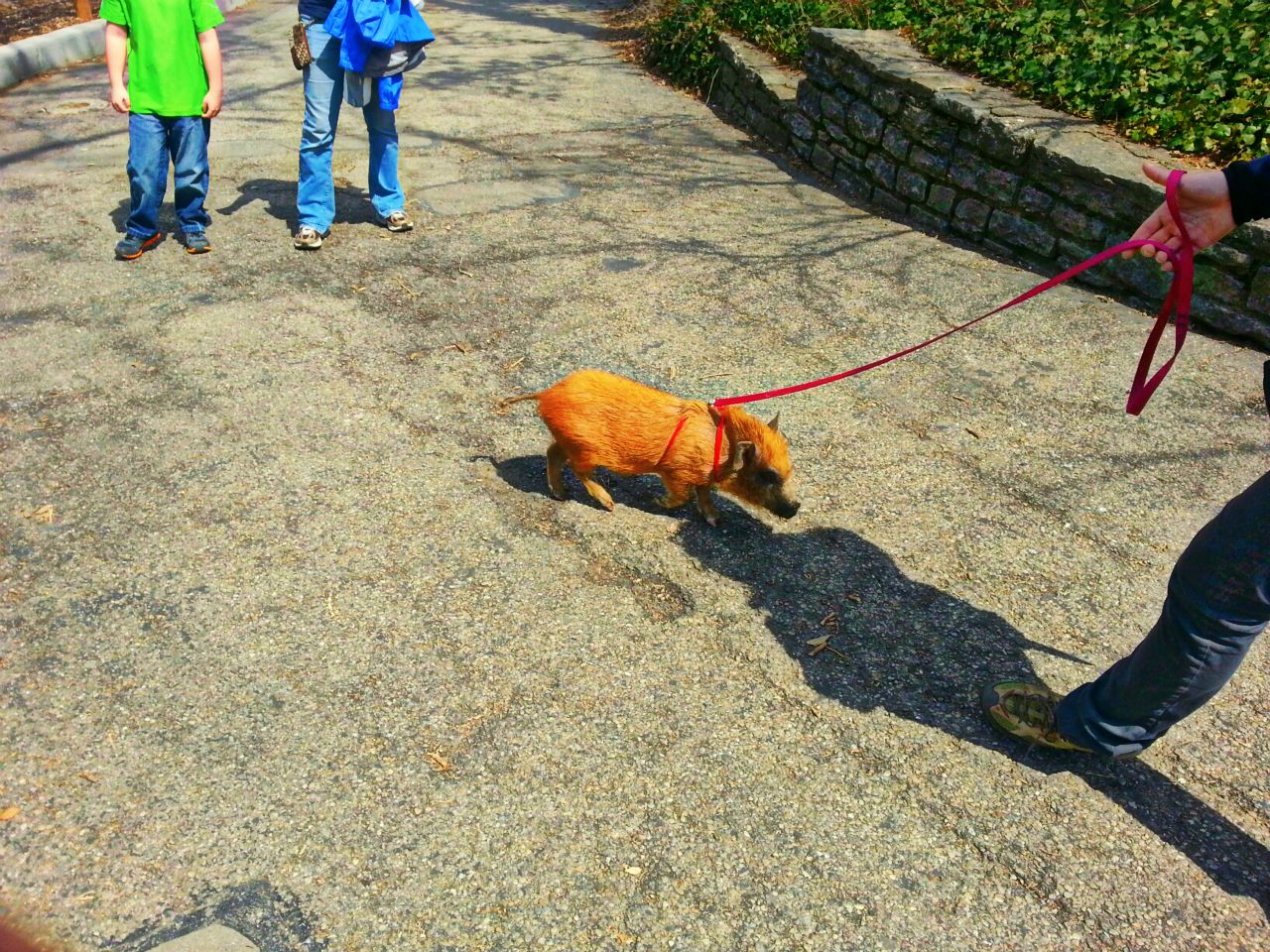 Apr. 2013 - Cinder - Miniature Julian Pig