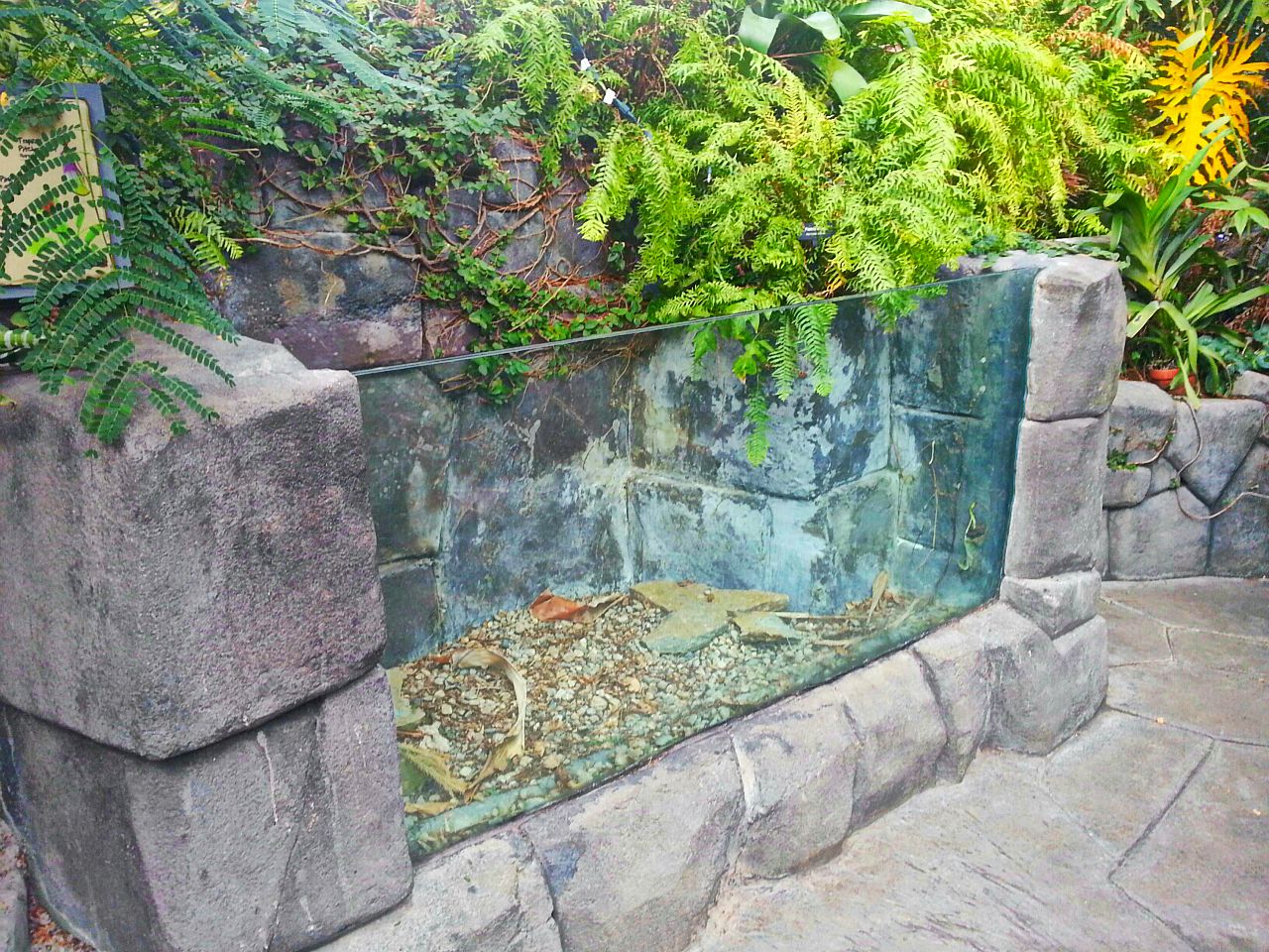 Apr. 2013 - Discovery Forest - Future Carnivorous Plant Exhibit