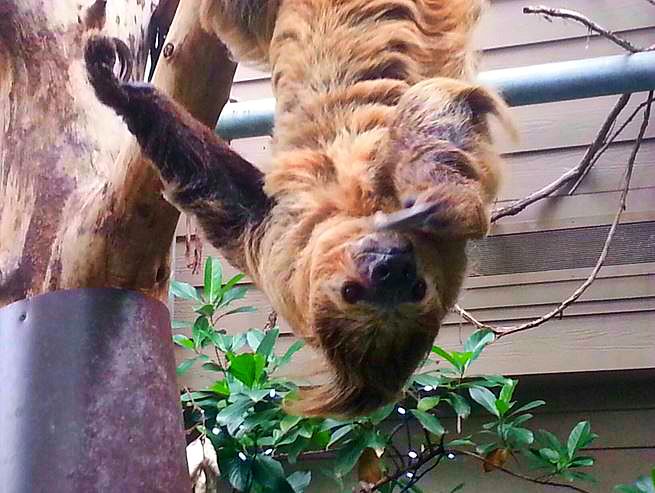 Apr. 2013 - Discovery Forest - Moe - Linnaeus's Two-toed Sloth