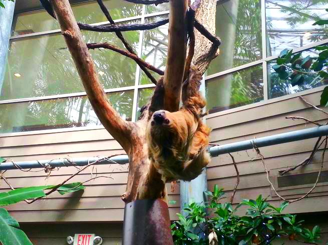 Apr. 2013 - Discovery Forest - Moe - Linnaeus's Two-toed Sloth