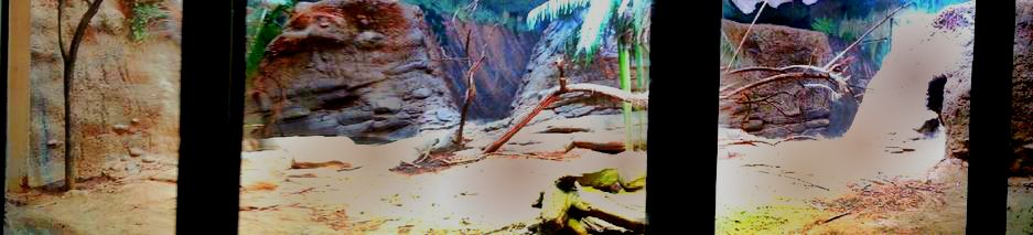 Apr. 2013 - Dragons! - Komodo Dragon Indoor Exhibit Panorama