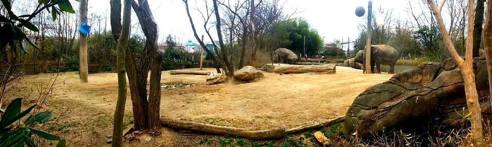 Apr. 2013 - Elephant Reserve - Indian Elephant Exhibit Panorama