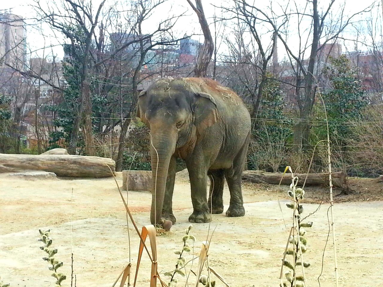 Apr. 2013 - Elephant Reserve - Jati - Malaysian Elephant