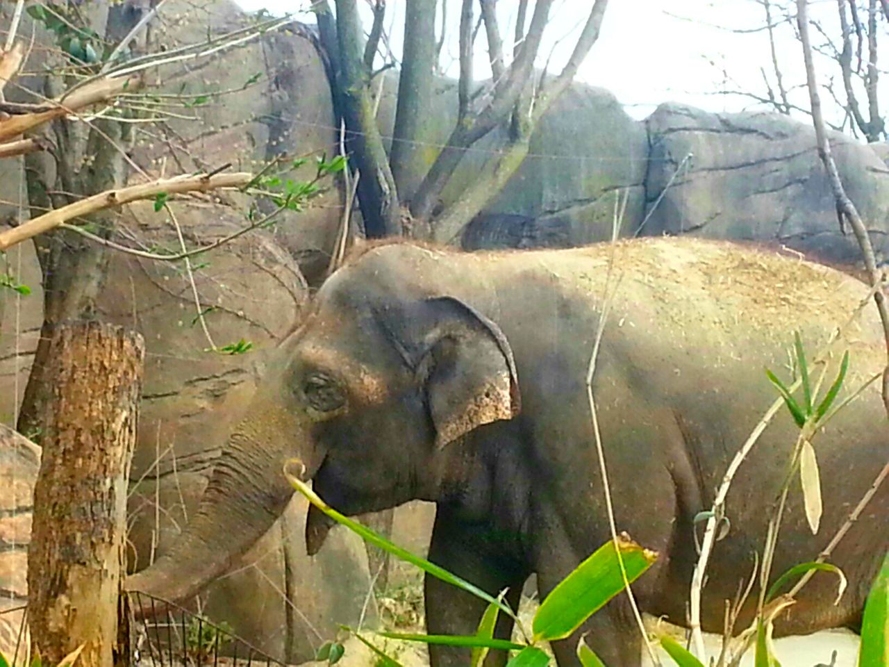 Apr. 2013 - Elephant Reserve - My-Thai - Indian Elephant