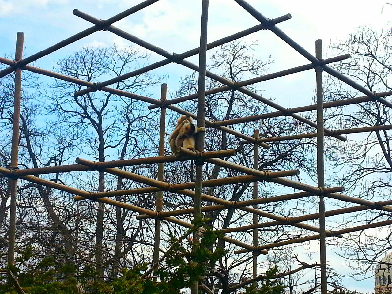 Apr. 2013 - Gibbon Islands - Buff-cheeked Gibbons