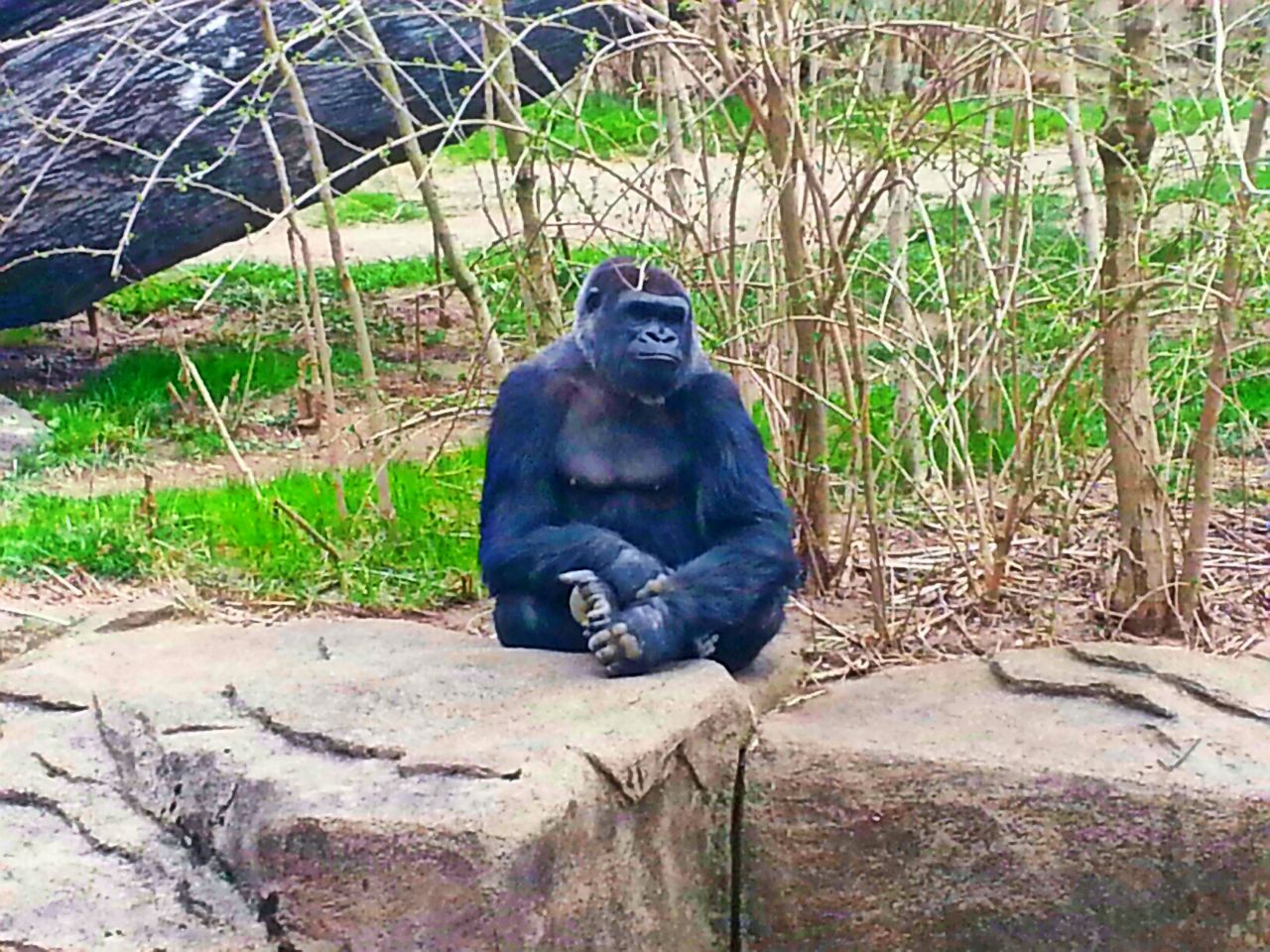 Apr. 2013 - Gorilla World - Anju