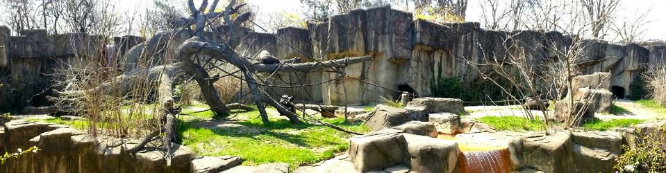 Apr. 2013 - Gorilla World - Western Lowland Gorilla Exhibit Panorama